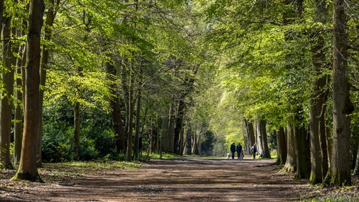 Spring time in the woodlands at Cliveden, Buckinghamshire with three people walking their dogs in the background.